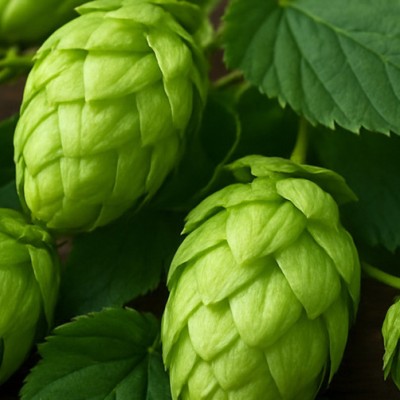 «Балтика» запускает проект по выращиванию хмеля в Чувашии. Сыктывкарская сеть гастро-кофеен вышла в Москву. Новости за 3 декабря