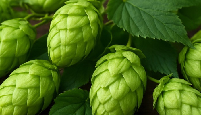 «Балтика» запускает проект по выращиванию хмеля в Чувашии. Сыктывкарская сеть гастро-кофеен вышла в Москву. Новости за 3 декабря