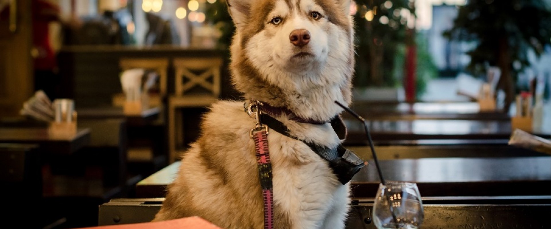 Собака — друг ресторатора? Монологи владельцев dog-friendly-заведений